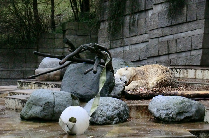Eisbär LARS am 7. Januar 2012 im Zoologischen Garten Wuppertal