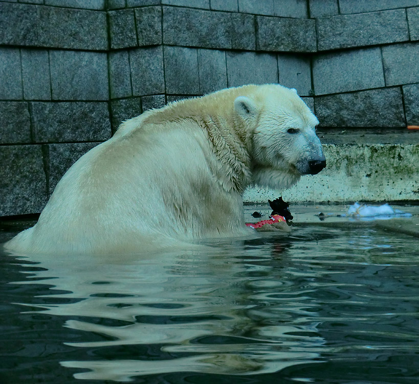 Eisbär LARS am 8. Januar 2012 im Zoologischen Garten Wuppertal