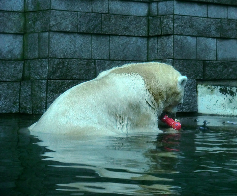 Eisbär LARS am 8. Januar 2012 im Wuppertaler Zoo