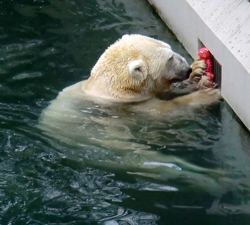 Eisbär LARS am 8. Januar 2012 im Wuppertaler Zoo