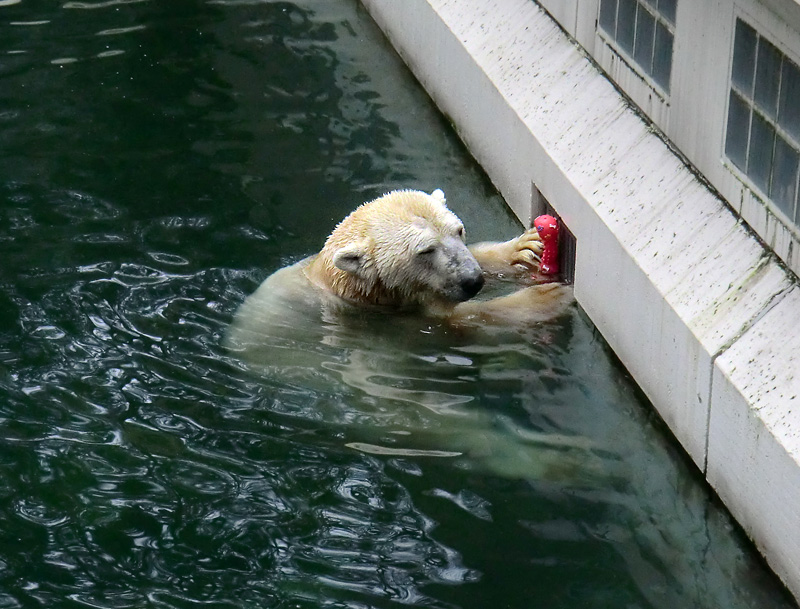 Eisbär LARS am 8. Januar 2012 im Zoo Wuppertal