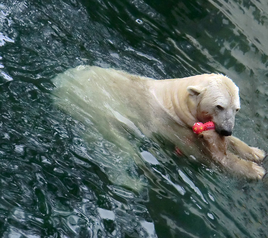 Eisbär LARS am 8. Januar 2012 im Zoologischen Garten Wuppertal