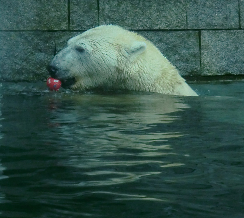 Eisbär LARS am 8. Januar 2012 im Zoo Wuppertal