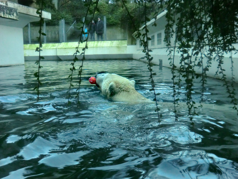 Eisbär LARS am 8. Januar 2012 im Wuppertaler Zoo