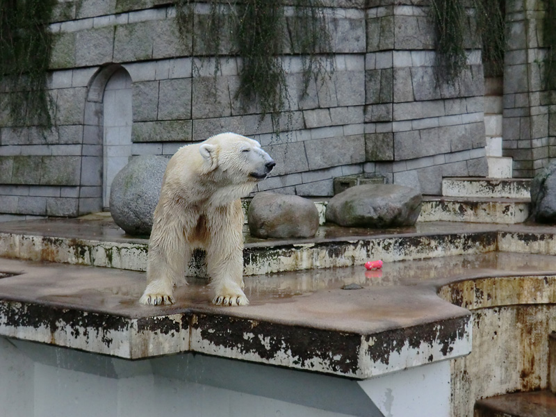 Eisbär LARS am 8. Januar 2012 im Zoo Wuppertal