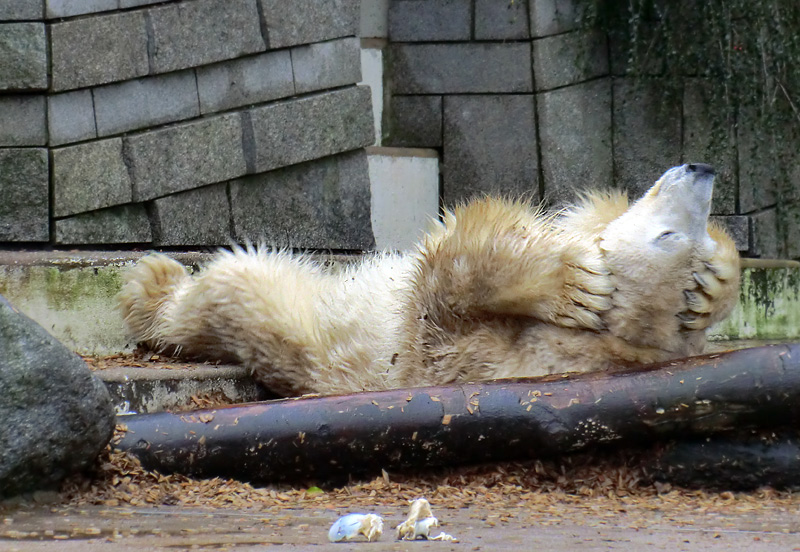 Eisbär LARS am 8. Januar 2012 im Zoologischen Garten Wuppertal