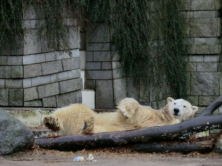 Eisbär LARS am 8. Januar 2012 im Wuppertaler Zoo