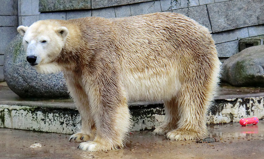 Eisbär LARS am 8. Januar 2012 im Zoologischen Garten Wuppertal