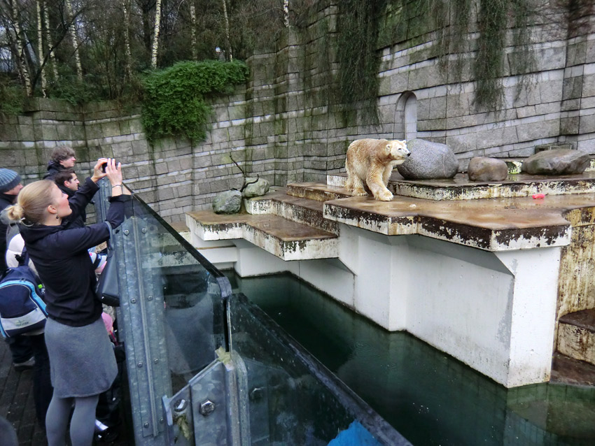 Eisbär LARS am 8. Januar 2012 im Zoo Wuppertal