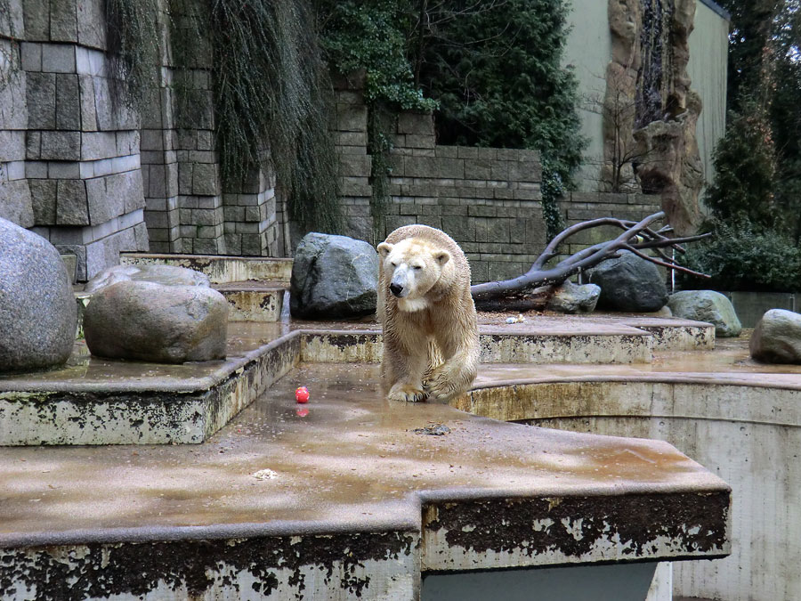 Eisbär LARS am 8. Januar 2012 im Zoologischen Garten Wuppertal