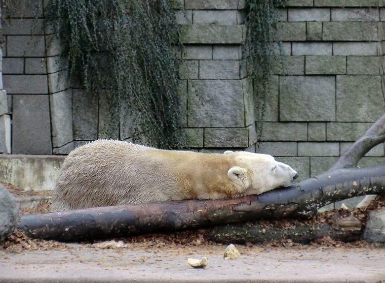 Eisbär LARS am 14. Januar 2012 im Zoo Wuppertal