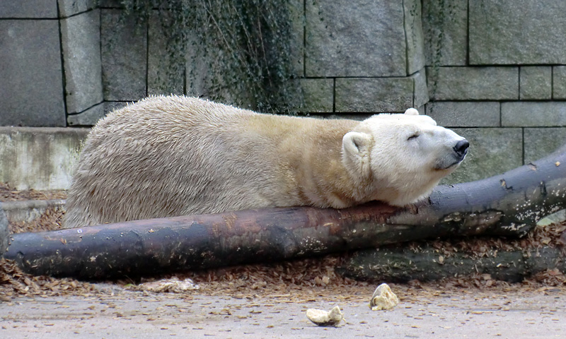 Eisbär LARS am 14. Januar 2012 im Zoologischen Garten Wuppertal