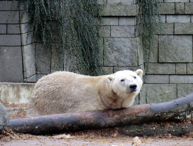 Eisbär LARS am 14. Januar 2012 im Wuppertaler Zoo