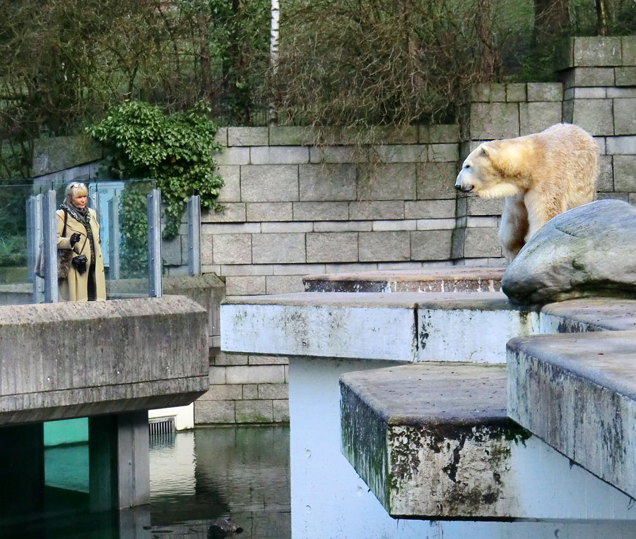 Eisbär LARS am 14. Januar 2012 im Zoologischen Garten Wuppertal