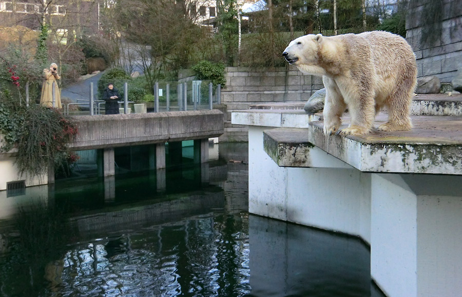 Eisbär LARS am 14. Januar 2012 im Wuppertaler Zoo