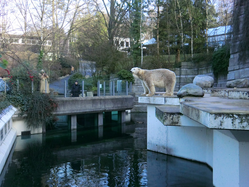 Eisbär LARS am 14. Januar 2012 im Zoo Wuppertal