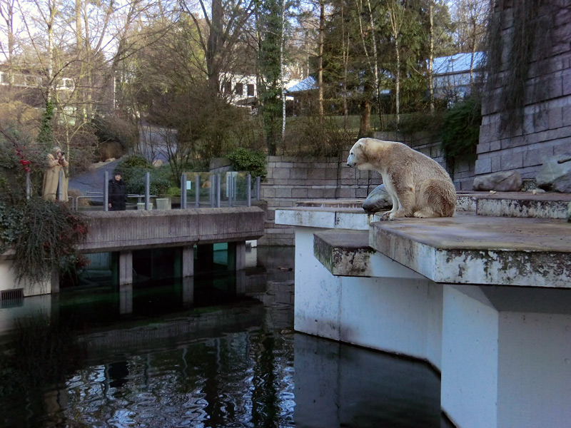 Eisbär LARS am 14. Januar 2012 im Zoologischen Garten Wuppertal