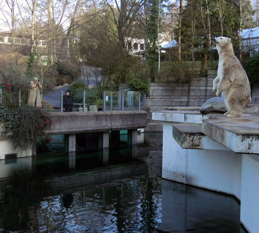 Eisbär LARS am 14. Januar 2012 im Wuppertaler Zoo