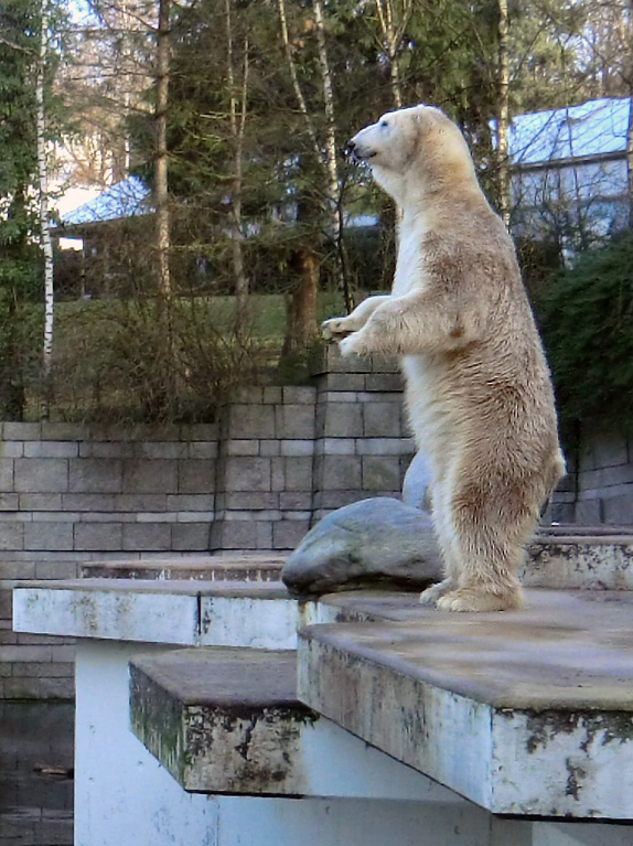 Eisbär LARS am 14. Januar 2012 im Wuppertaler Zoo