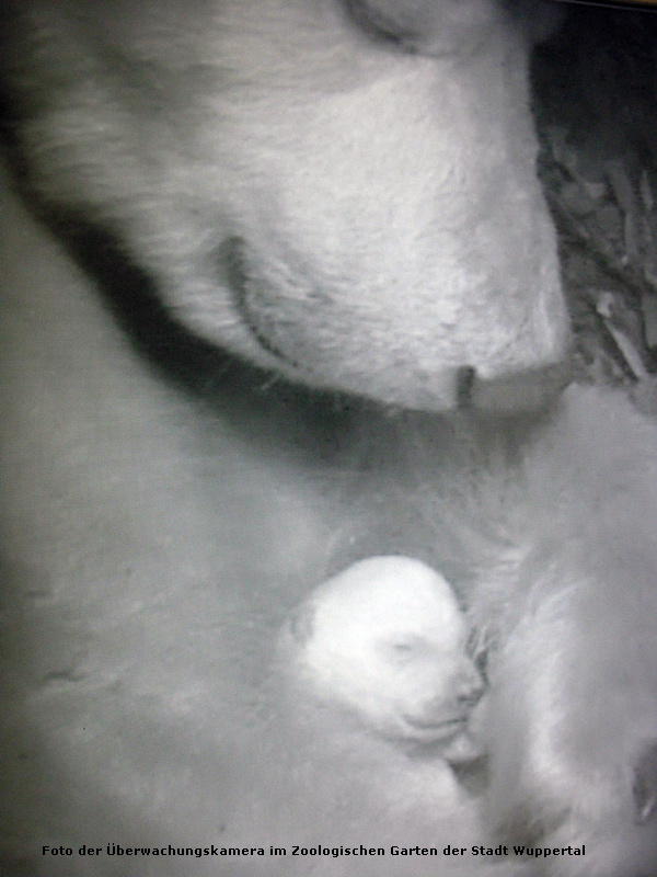 Eisbärin Vilma mit Eisbärjungtier Anori im Januar 2012 im Zoo Wuppertal (Foto der Überwachungskamera im Zoologischen Garten der Stadt Wuppertal)