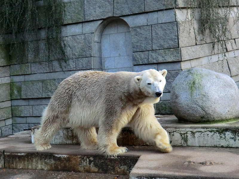 Eisbär LARS am 17. Januar 2012 im Zoo Wuppertal