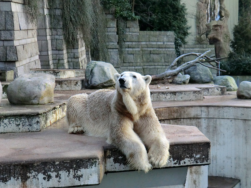 Eisbär LARS am 17. Januar 2012 im Zoologischen Garten Wuppertal