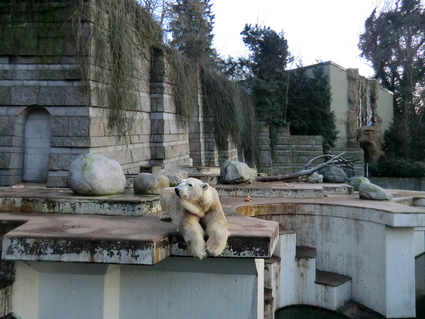 Eisbär LARS am 17. Januar 2012 im Wuppertaler Zoo