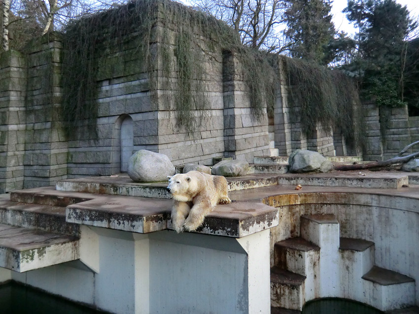 Eisbär LARS am 17. Januar 2012 im Zoo Wuppertal