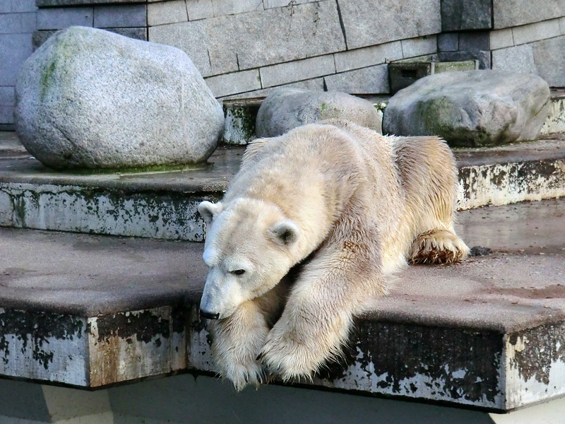 Eisbär LARS am 17. Januar 2012 im Zoologischen Garten Wuppertal