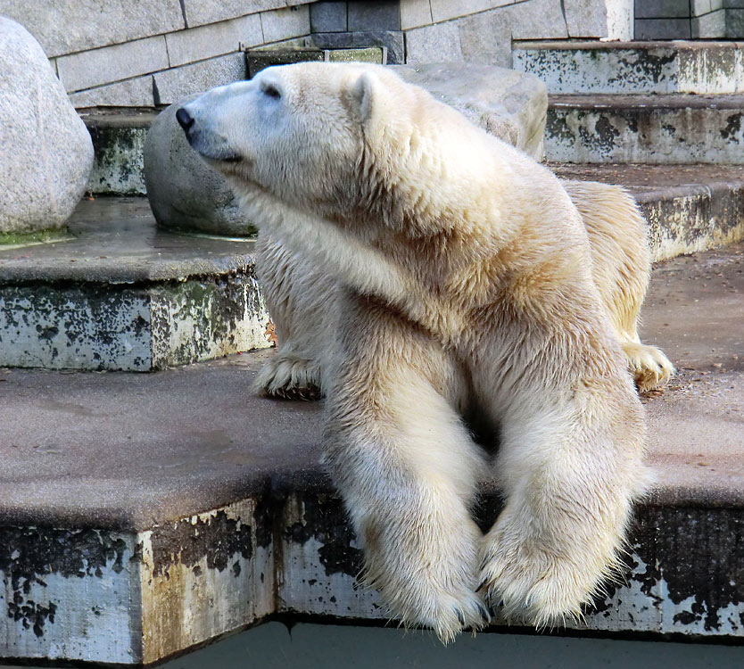 Eisbär LARS am 17. Januar 2012 im Zoo Wuppertal
