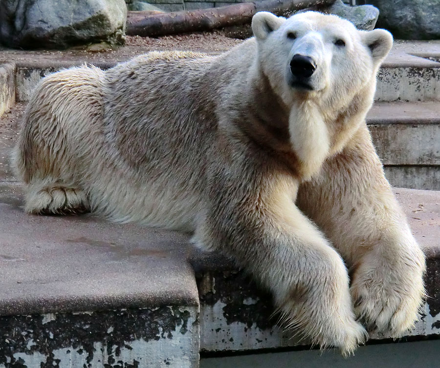 Eisbär LARS am 17. Januar 2012 im Zoologischen Garten Wuppertal