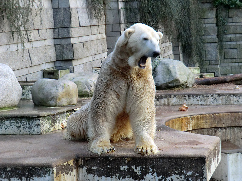 Eisbär LARS am 17. Januar 2012 im Wuppertaler Zoo