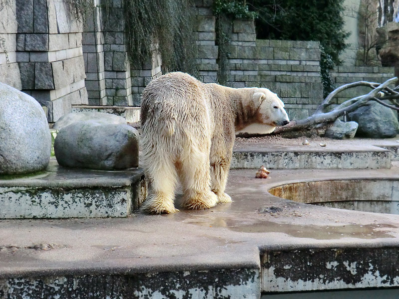 Eisbär LARS am 17. Januar 2012 im Zoologischen Garten Wuppertal