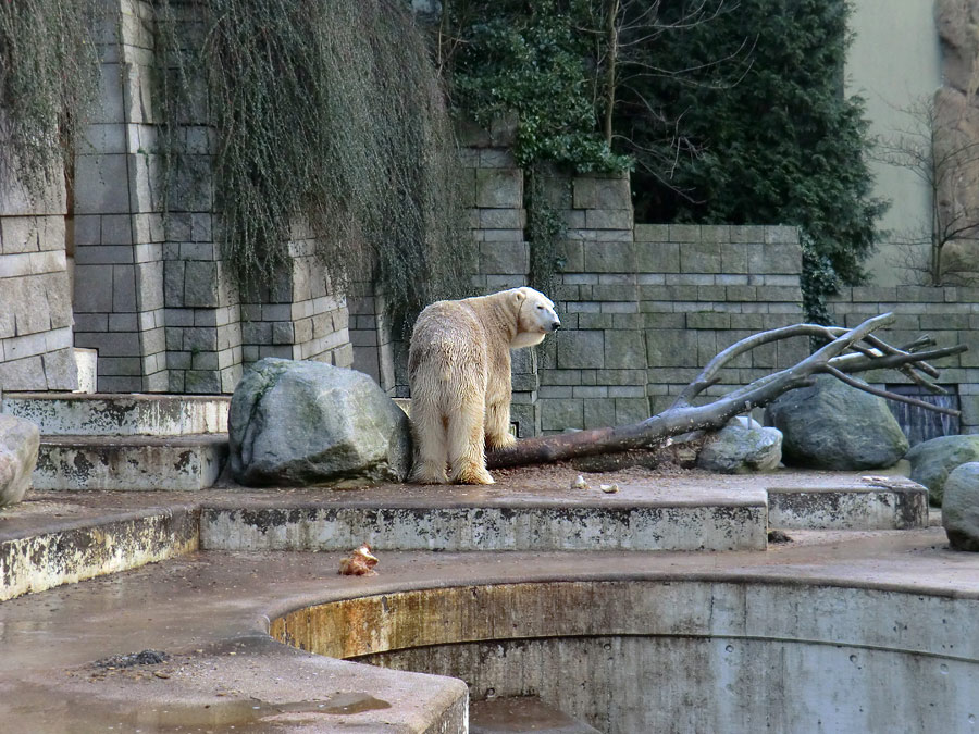 Eisbär LARS am 17. Januar 2012 im Wuppertaler Zoo