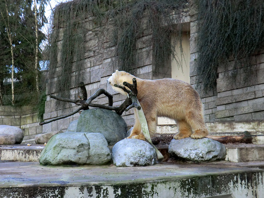 Eisbär LARS am 17. Januar 2012 im Zoologischen Garten Wuppertal