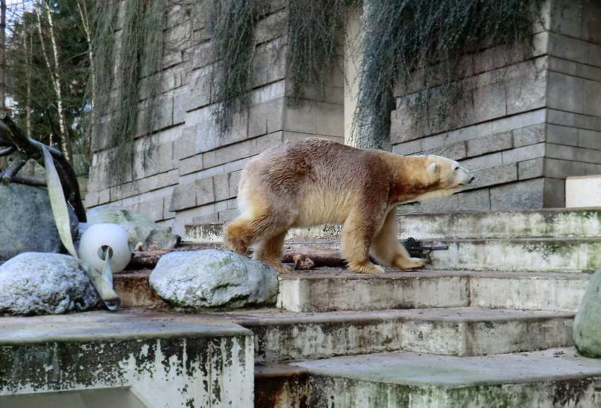 Eisbär LARS am 17. Januar 2012 im Wuppertaler Zoo