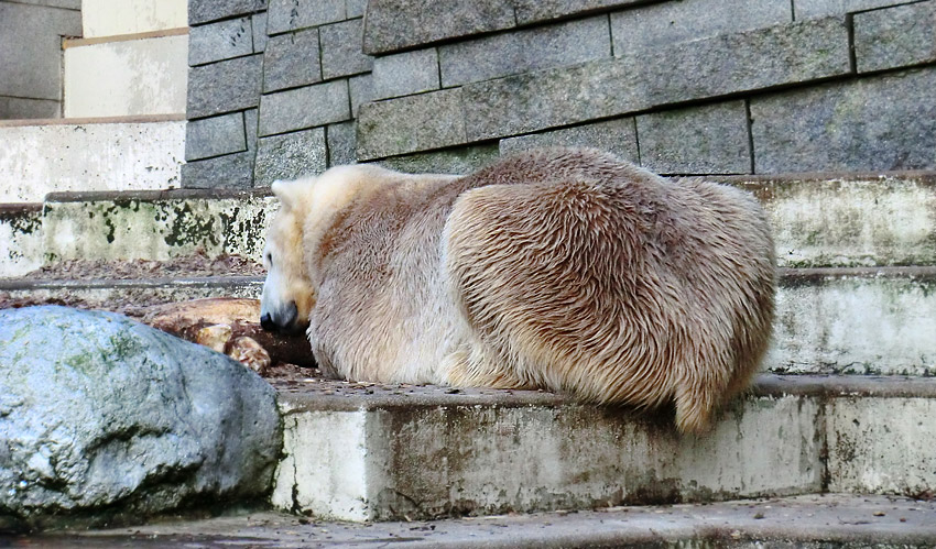 Eisbär LARS am 17. Januar 2012 im Zoo Wuppertal