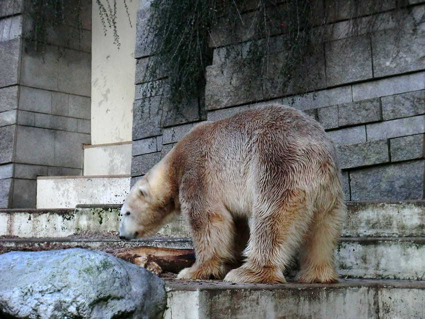 Eisbär LARS am 17. Januar 2012 im Zoologischen Garten Wuppertal