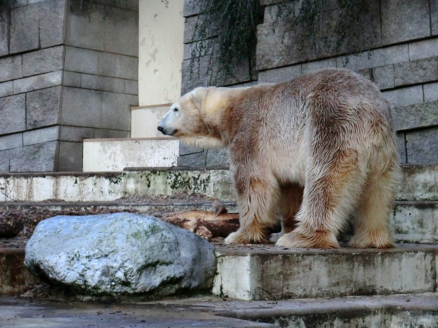 Eisbär LARS am 17. Januar 2012 im Wuppertaler Zoo