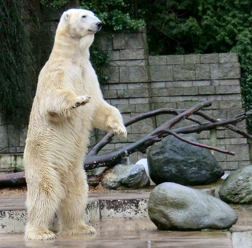 Eisbär LARS am 21. Januar 2012 im Zoologischen Garten Wuppertal