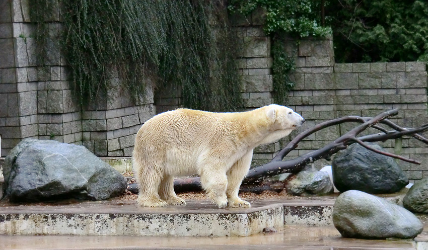 Eisbär LARS am 21. Januar 2012 im Wuppertaler Zoo