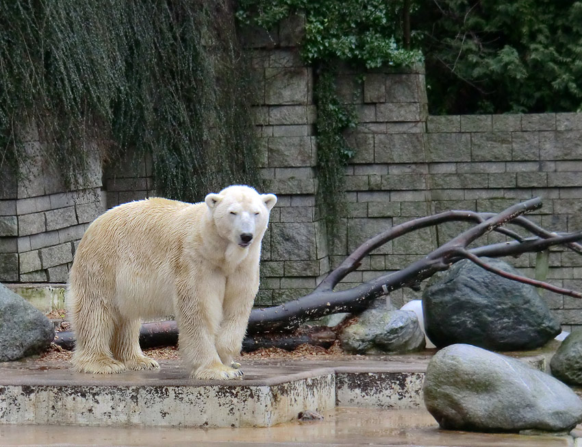 Eisbär LARS am 21. Januar 2012 im Zoo Wuppertal