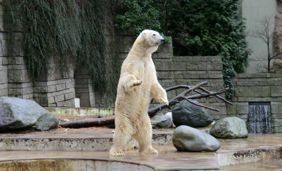 Eisbär LARS am 21. Januar 2012 im Wuppertaler Zoo