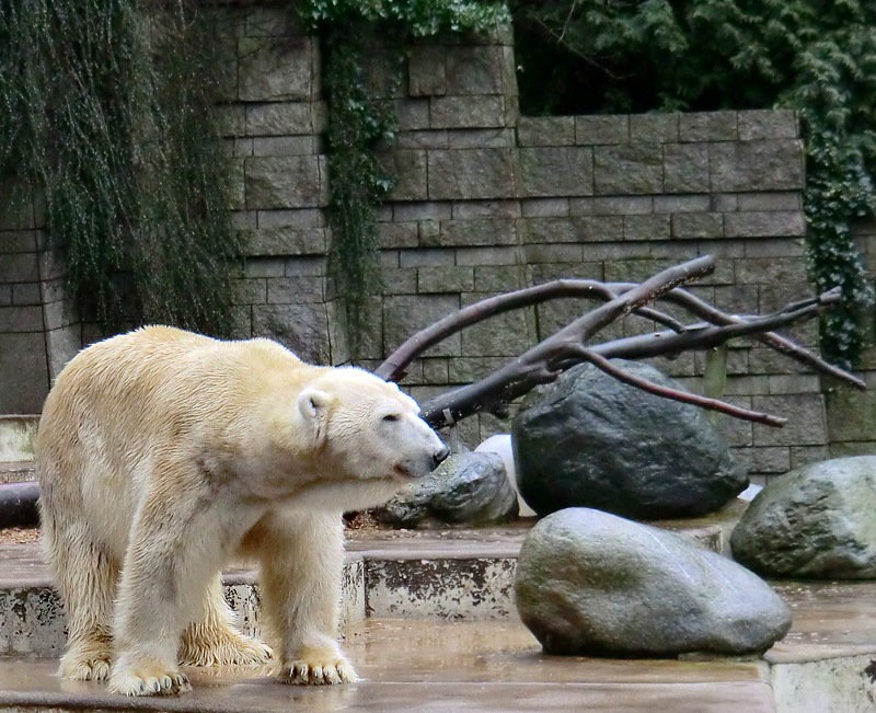 Eisbär LARS am 21. Januar 2012 im Zoo Wuppertal