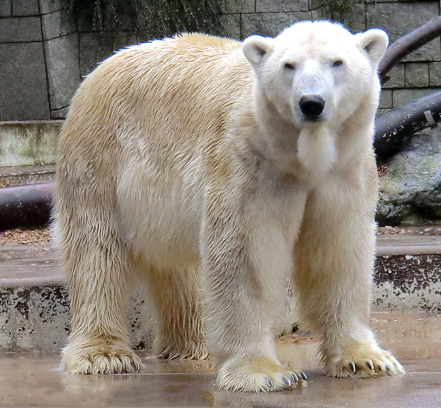 Eisbär LARS am 21. Januar 2012 im Zoologischen Garten Wuppertal