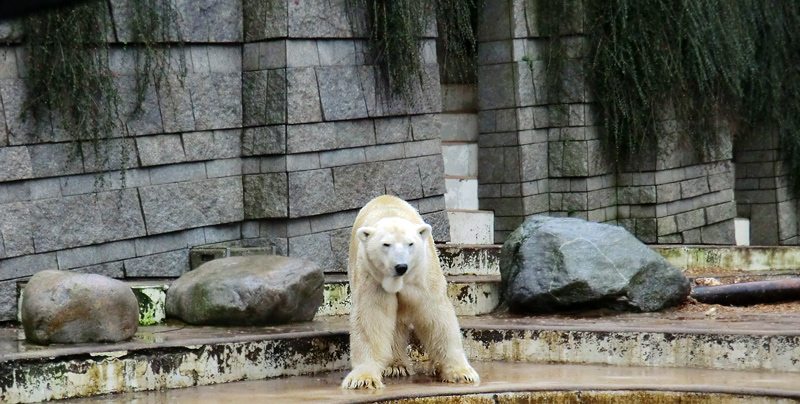 Eisbär LARS am 21. Januar 2012 im Zoo Wuppertal