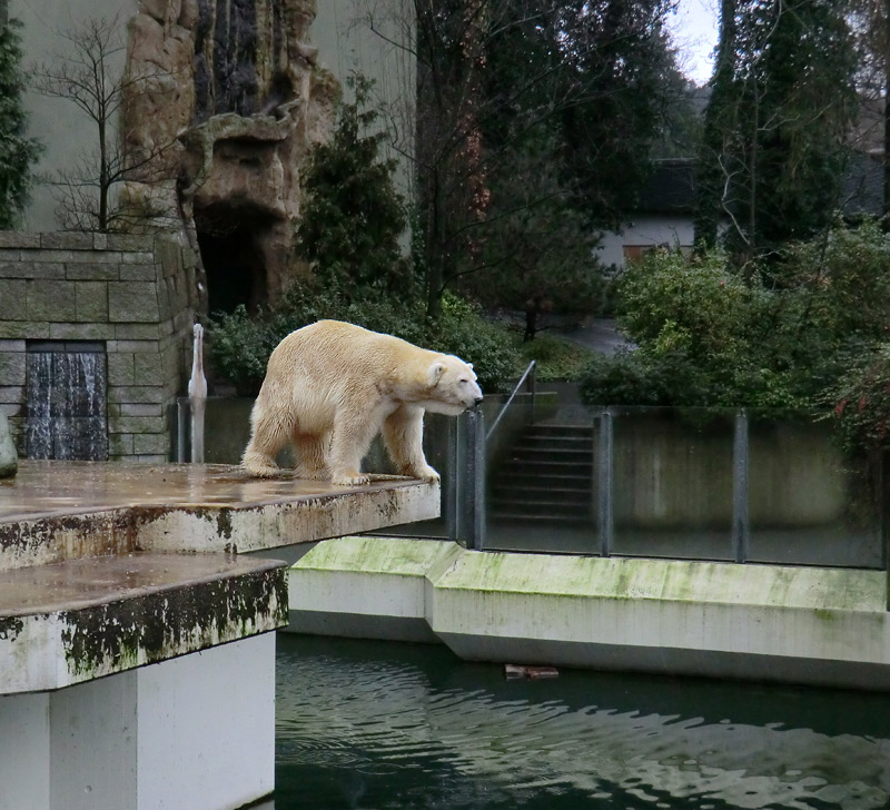 Eisbär LARS am 21. Januar 2012 im Zoologischen Garten Wuppertal