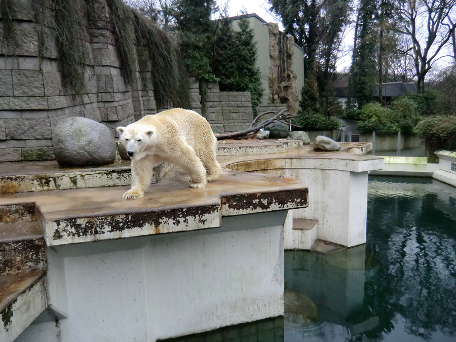 Eisbär LARS am 21. Januar 2012 im Wuppertaler Zoo