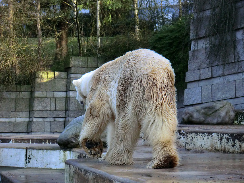 Eisbär LARS am 28. Januar 2012 im Wuppertaler Zoo
