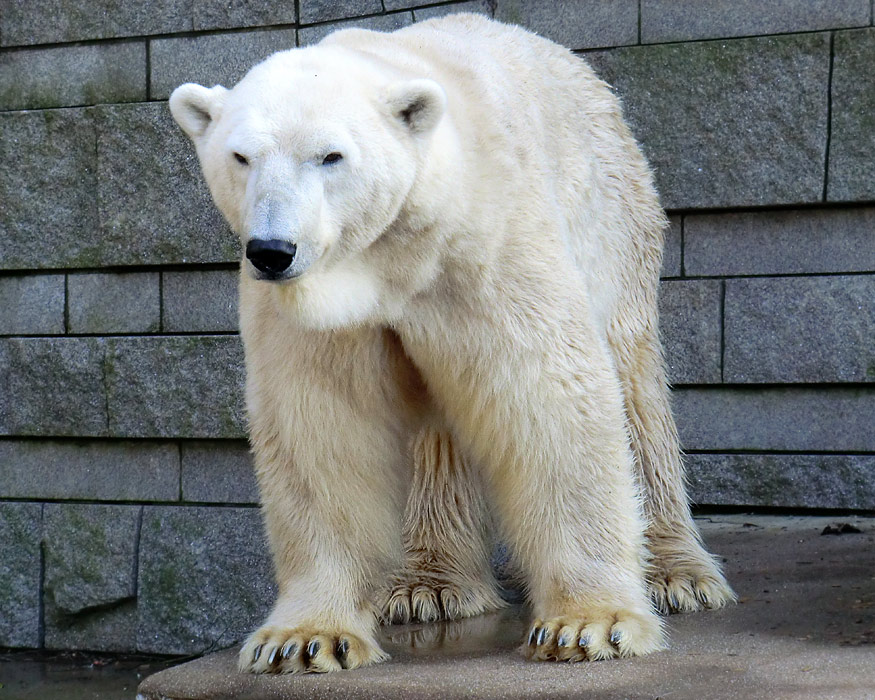 Eisbär LARS am 28. Januar 2012 im Zoo Wuppertal